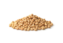 Soybean e1741906805531 - Tekkeli Gıda